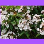 Pink Mountain Laurels.jpg